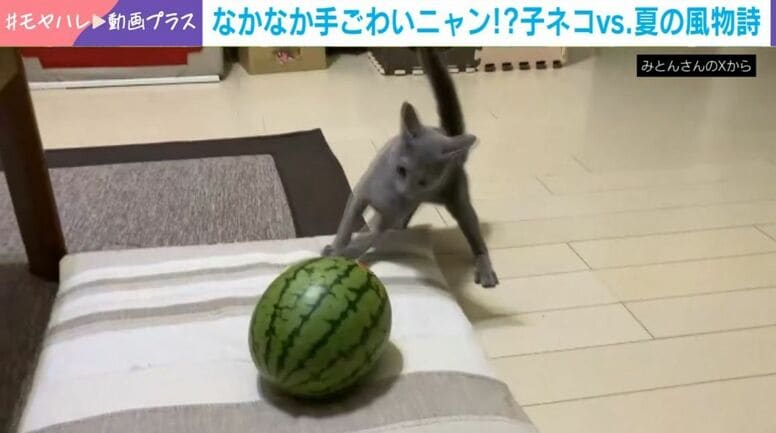 子猫vsスイカ!? まさかの敵と格闘する姿に反響「鎮座してるだけのスイカになんの恨みがw」「互角の戦いやんけ」