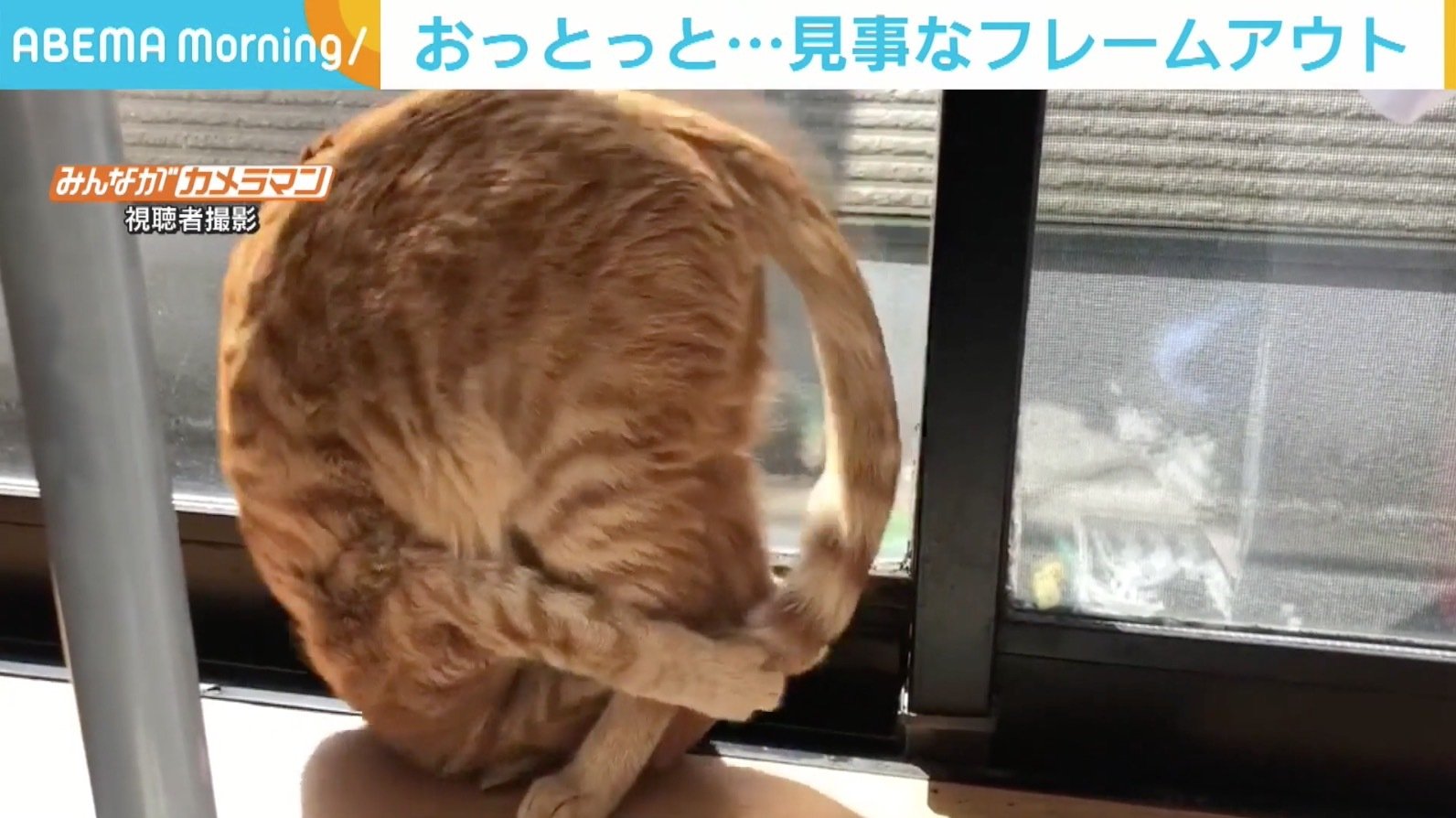 もうちょっと 自分のしっぽを掴みたい猫 重心が前にいってしまい 見事な前転 話題 Abema Times