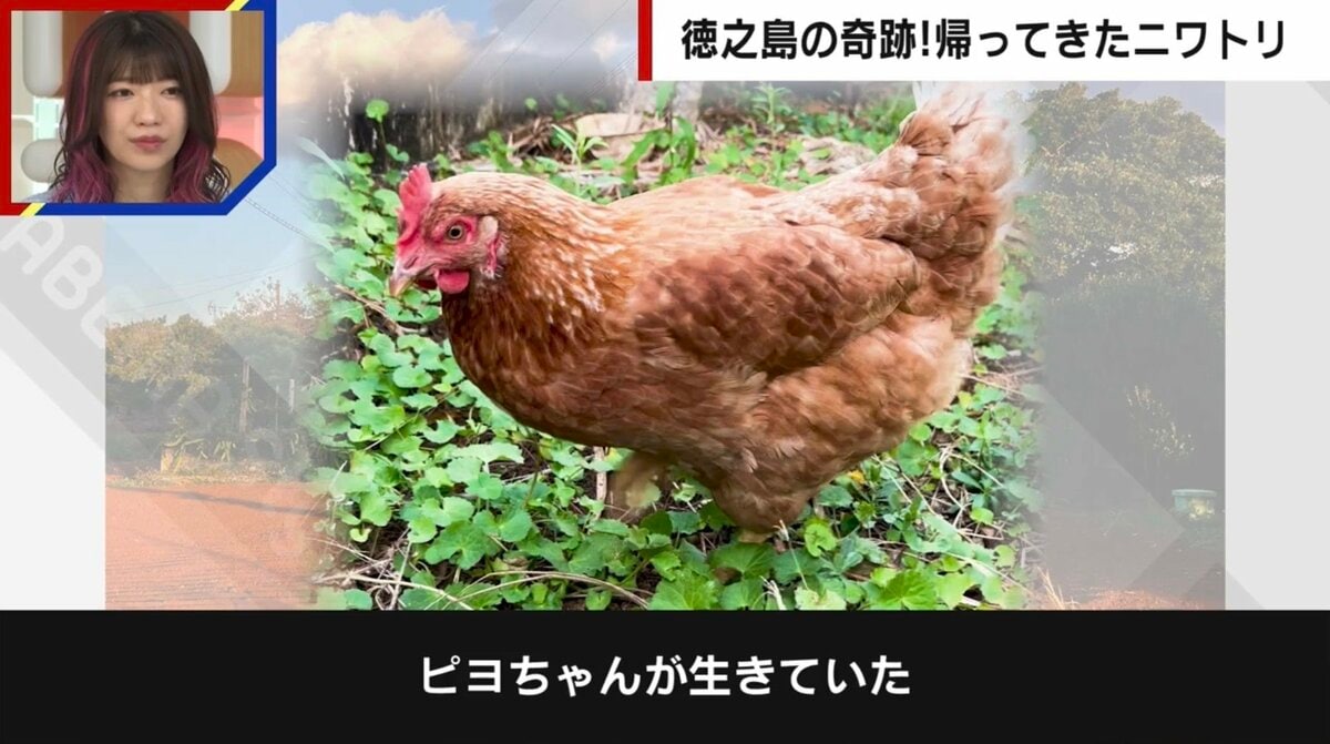 ネットで話題「ヒヨコがニワトリになって奇跡の帰還」の誤解…「脱走時 