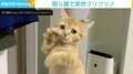 皿を洗う飼い主の手伝い？ 前足を“フリフリ”するマンチカンに反響 「なんか困り顔なのも可愛い」