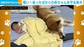 赤ちゃんに優しく寄り添う柴犬の“尊い姿”が「これは悪者も近づけまい」「頼れるボディーガード!!」と話題