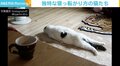 まるで事件現場？ 足を最大限伸ばした猫の“くつろぎモード”に「これ以上の脱力ない」