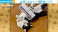 掃除機で吸われるのが好きな猫 ゴロンとリラックスモードに「音怖くないのかな」「変わった猫」驚きの声