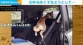 現行犯逮捕!? 柴犬がイタズラしようとして後部座席にはさまってしまう→可愛すぎる“反省顔”が話題に