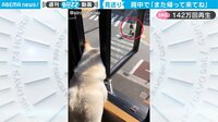 「また帰ってきてね…」家族を“ず～っと”見送る柴犬の背中に心温まる 【ABEMA TIMES】