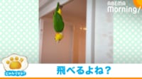 【映像】おてんばなインコの“珍行動”