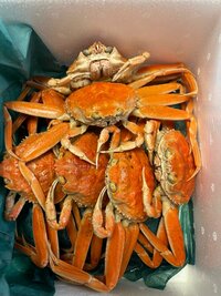 高橋真麻『香箱蟹』