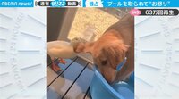 【映像】どこか癒される二匹の攻防