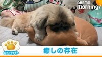 【映像】ぬいぐるみを“フミフミ”する犬 顔を埋めて癒やしを求める姿に反響