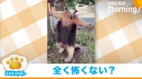 【映像】ハグしてくれそうにこちらを見つめるアリクイ