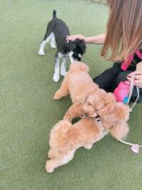 渡辺美奈代『SAでお友達になった』