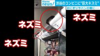 衝撃映像...コンビニに大量のネズミが