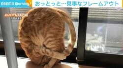 「もうちょっと…」 自分のしっぽを掴みたい猫、重心が前にいってしまい「見事な前転」