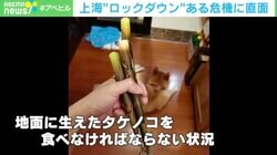 地面に生えたタケノコを食べることも… 上海ロックダウンで食糧不足の危機