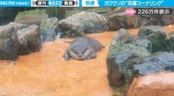 ボブスレーかよ！愛くるしいカワウソたちの“完璧なコーナリング”が可愛すぎて虜になる人続出「最高」