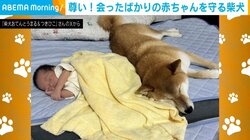赤ちゃんに優しく寄り添う柴犬の“尊い姿”が「これは悪者も近づけまい」「頼れるボディーガード!!」と話題