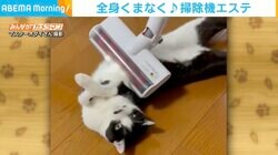 掃除機で吸われるのが好きな猫 ゴロンとリラックスモードに「音怖くないのかな」「変わった猫」驚きの声