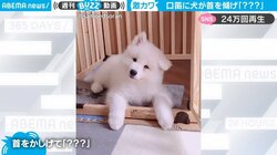「反則級に可愛すぎ」口笛を吹く飼い主を見つめる犬の“秀逸リアクション”が20万回再生