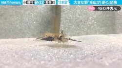 「歩いとる！」大きな羽を広げ、2本足で“テクテク”してるように見える幼魚が、SNSで話題！「歩く姿に品格があるなぁ」「飛行機みたいで可愛い」と反響