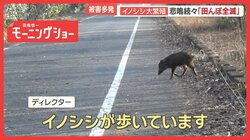 イノシシ大繁殖…1000頭超　悲鳴続々「田んぼ全滅」　突進で歩行者大けが　車に衝突も