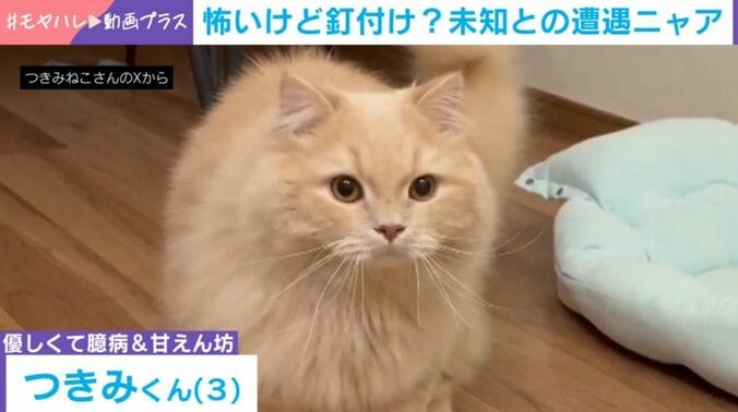 猫のつきみくん