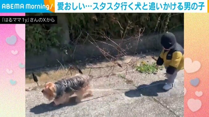 はるくん（1歳半）とヨークシャー・テリアのるぅくん（7歳）