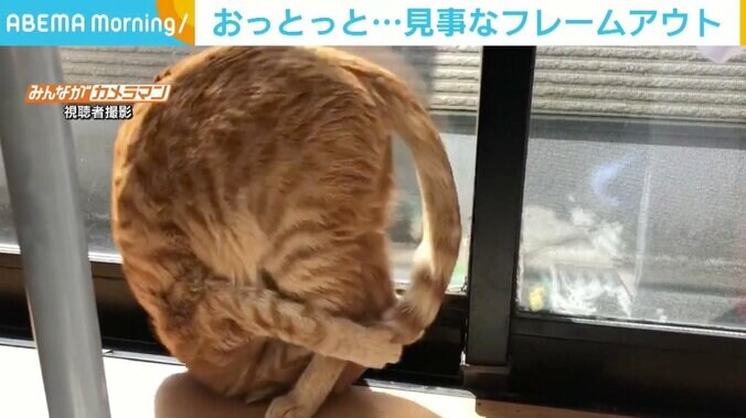 「もうちょっと…」 自分のしっぽを掴みたい猫、重心が前にいってしまい「見事な前転」 1枚目