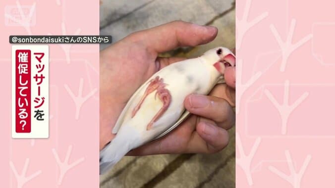 マッサージを催促してる？