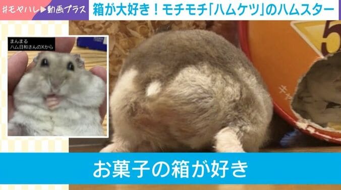 ハムスターのぐらくん