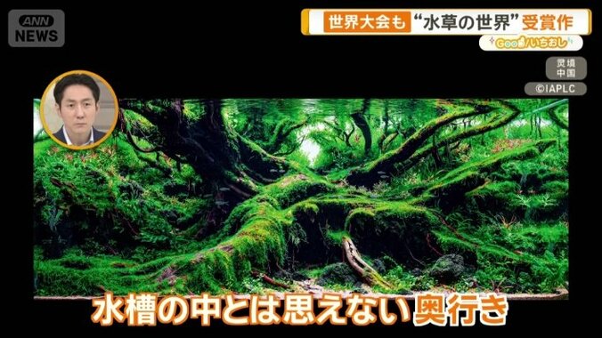 水槽の中だとは思えないくらい奥行きがある作品