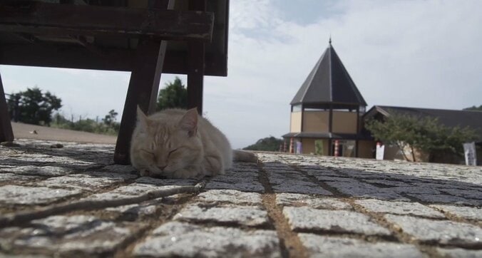 「お待ちしておりましたニャ」旅人を癒す伊豆のモフモフ猫たち 4枚目