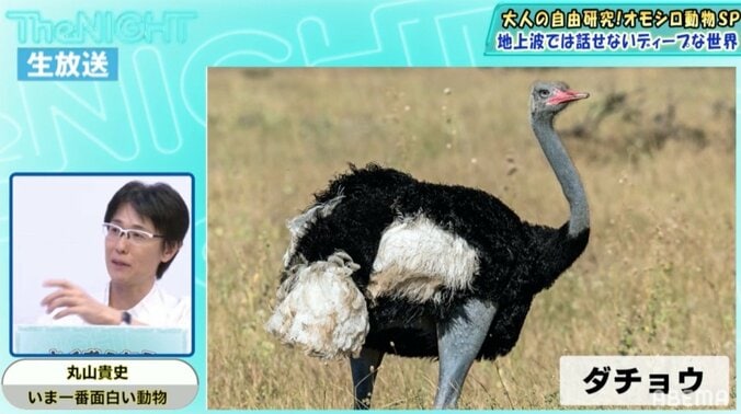 目玉よりも軽い脳みそ 残念すぎる動物・ダチョウが絶滅しなかった理由 2枚目