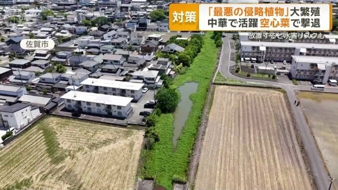 用水路を埋め尽くした植物