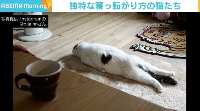 まるで事件現場？ 足を最大限伸ばした猫の“くつろぎモード”に「これ以上の脱力ない」 1枚目