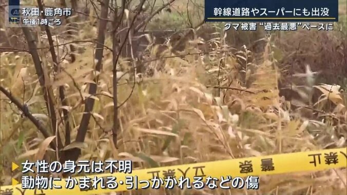 クマに襲われた可能性がある女性の遺体