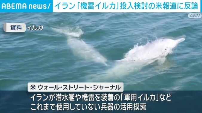 イルカ