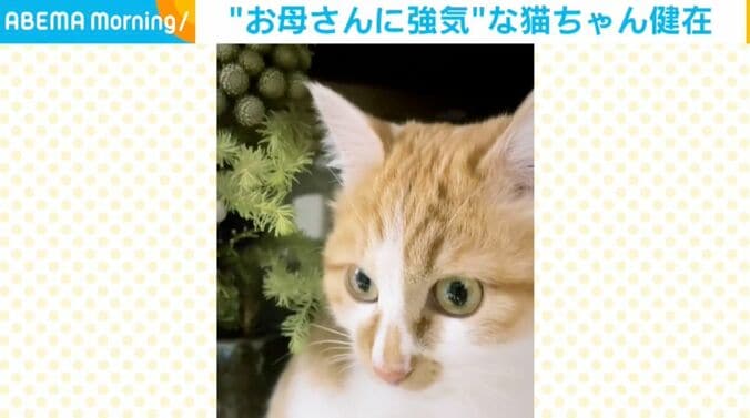 モチちゃん