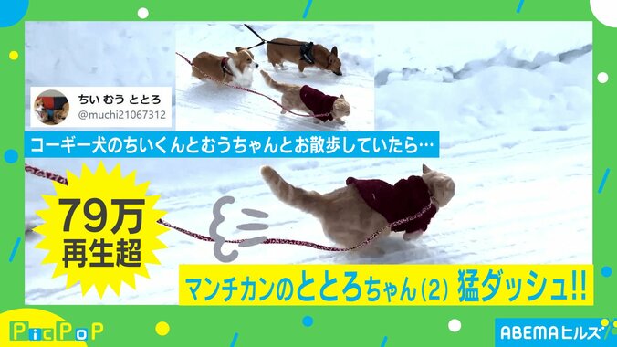 犬にも負けニャい！ 雪道を猛ダッシュする猫に驚きの声 「先頭走ってる」「元気いっぱいで可愛い」 1枚目