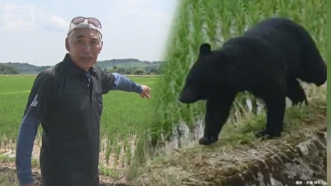 100kg巨大クマと田んぼで遭遇“緊迫の瞬間” 1枚目