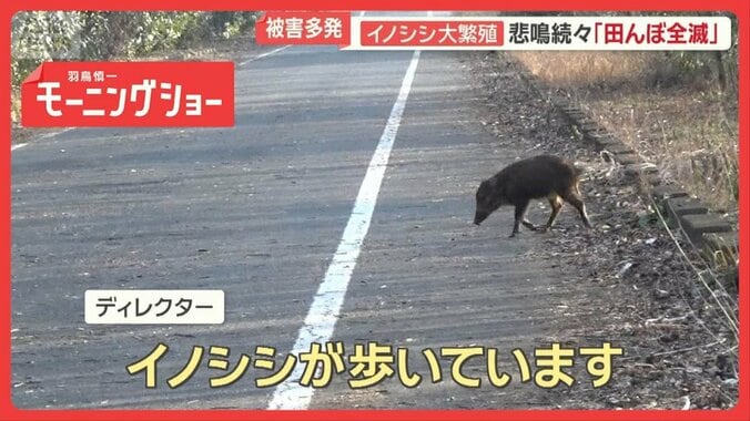 イノシシ大繁殖…1000頭超　悲鳴続々「田んぼ全滅」　突進で歩行者大けが　車に衝突も 1枚目