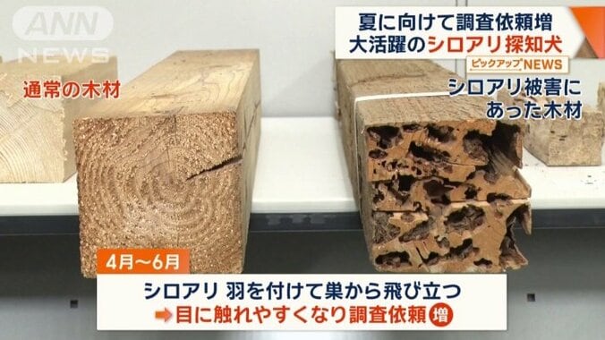 4月から6月は調査依頼が急増