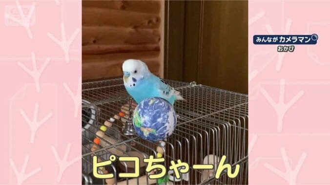 どうも、ピコちゃんです