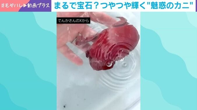「アカマンジュウガニ」