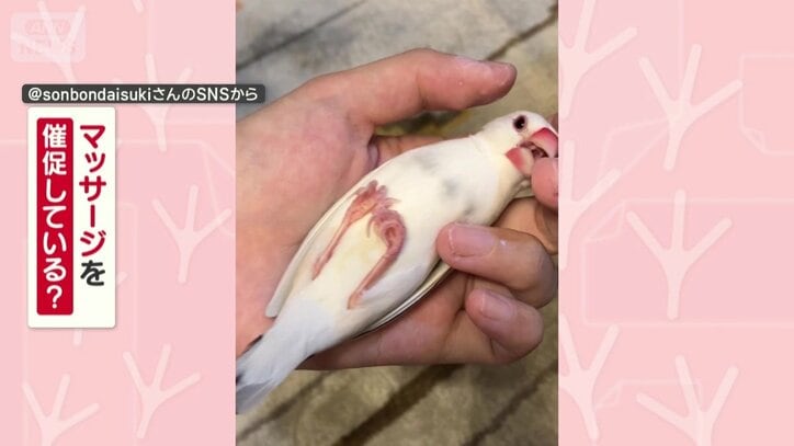 マッサージを催促してる？