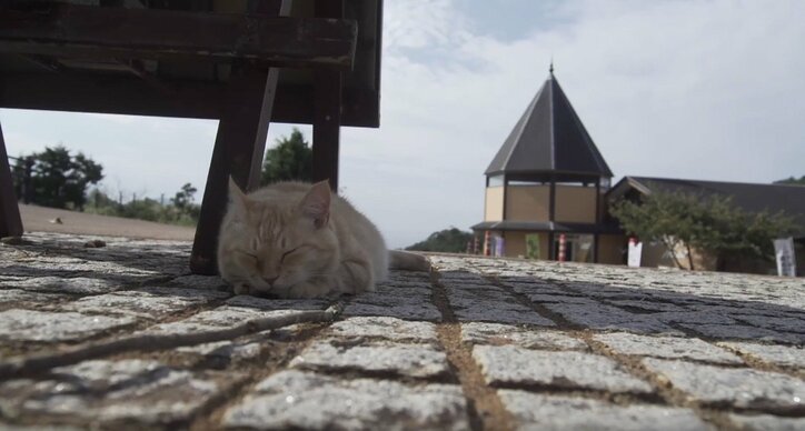 「お待ちしておりましたニャ」旅人を癒す伊豆のモフモフ猫たち