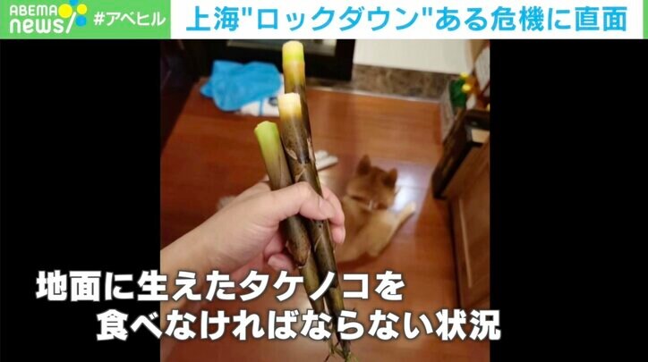 地面に生えたタケノコを食べることも… 上海ロックダウンで食糧不足の危機