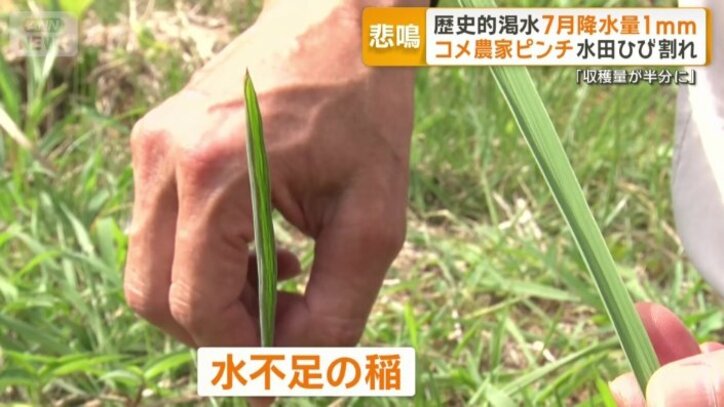 水不足の稲