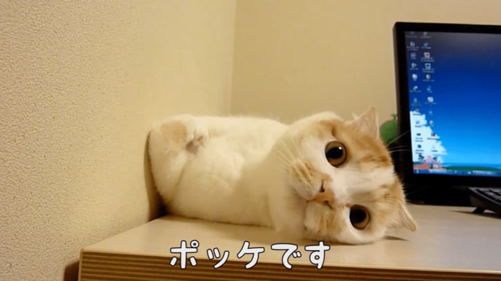 スコティッシュ猫のポッケが全力で癒してくる　「足ピーン！」も