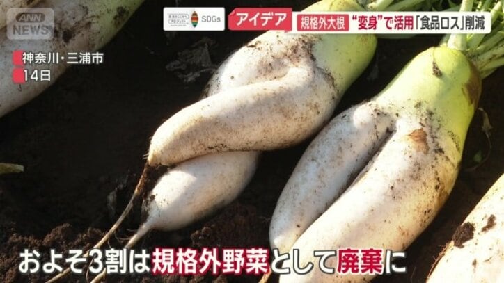 見た目を理由に約3割が廃棄になる規格外野菜