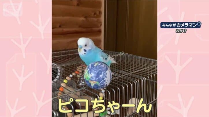 どうも、ピコちゃんです